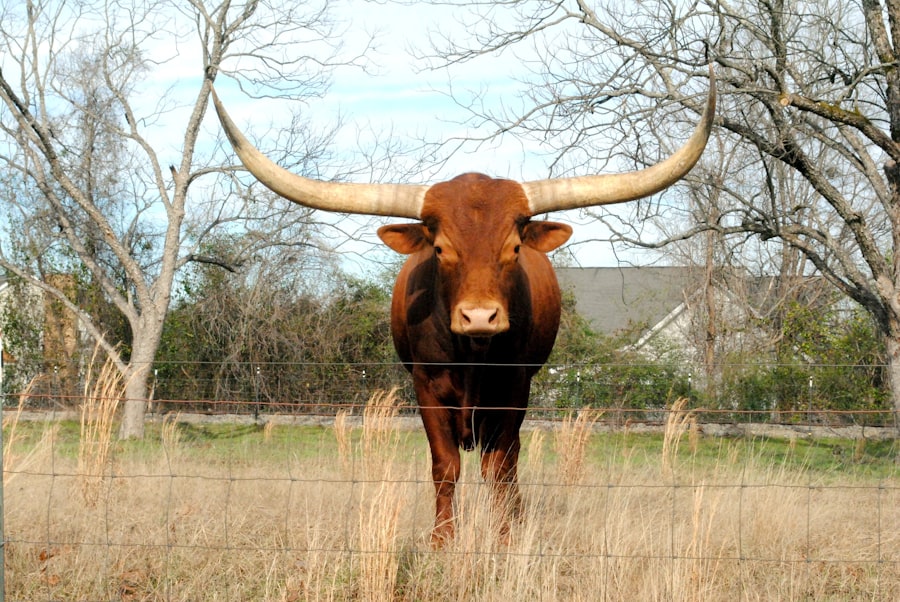 Texas longhorn in dry grass